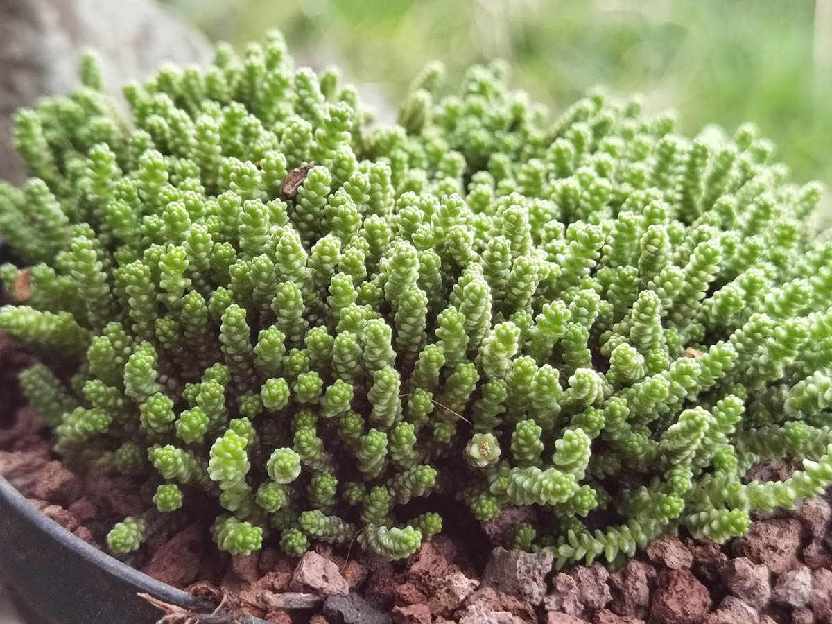 Sedum acre 'Minor'